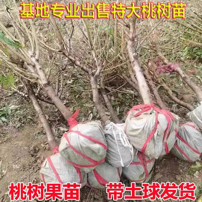 特大桃树果苗嫁接冬桃黄桃水蜜桃盆栽地栽庭院南北方种植果树桃苗