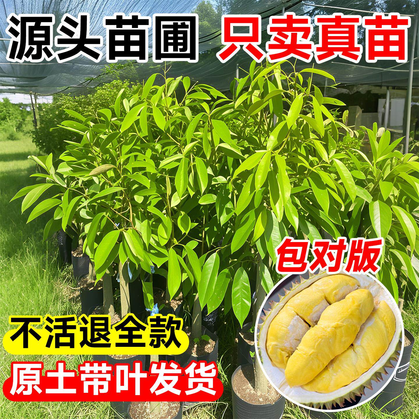 榴莲树果苗南北方种植金枕猫山王嫁接四川耐寒超大号四季带果发货
