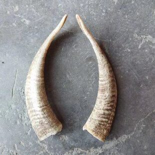 真山羊角羊头骨摆件纯手工壁挂标本装饰特色手工制作原料礼品挂件