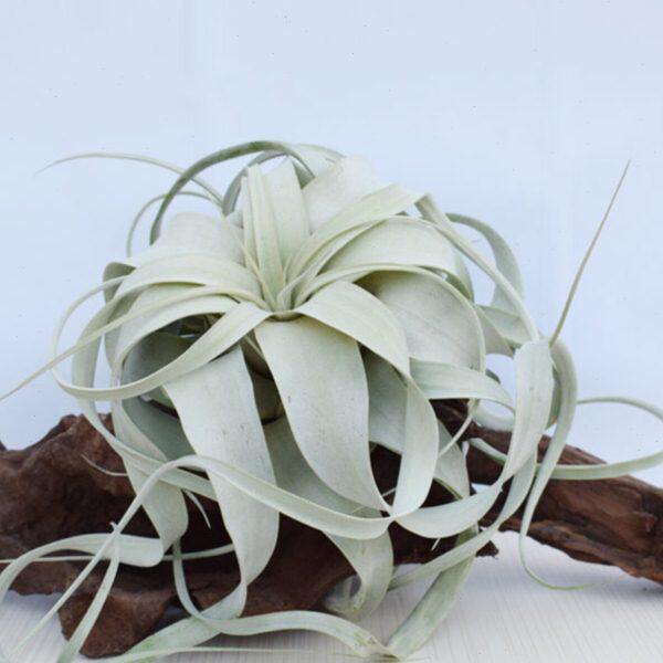 空气凤梨 净化空气无土植物 卷叶霸王 单品包邮 （多种型号）