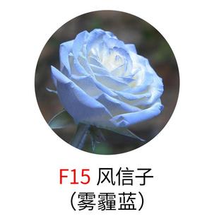 馨怡鲜花545彩色水自喷漆不腐蚀花艺婚色礼庆典布置性改色染色喷