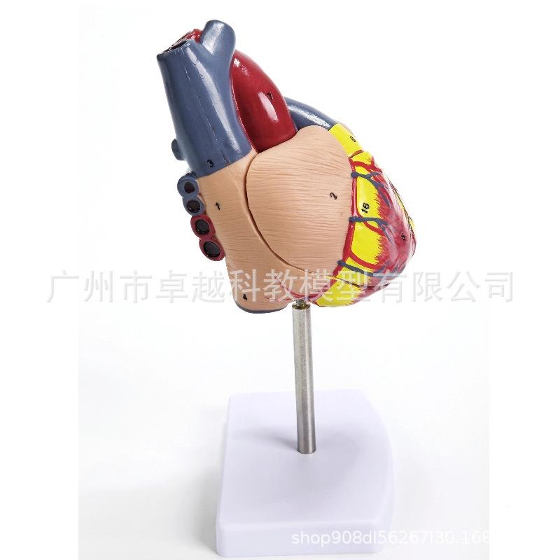 :彩1536人体心脏解剖模型B超超自然大心脏模型314识心脏教标学磨
