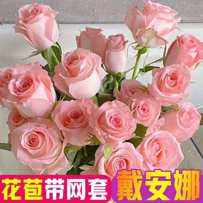 戴安娜玫瑰新鲜玫云瑰斗花南南基厂家直供地直发苞带网套发货水花