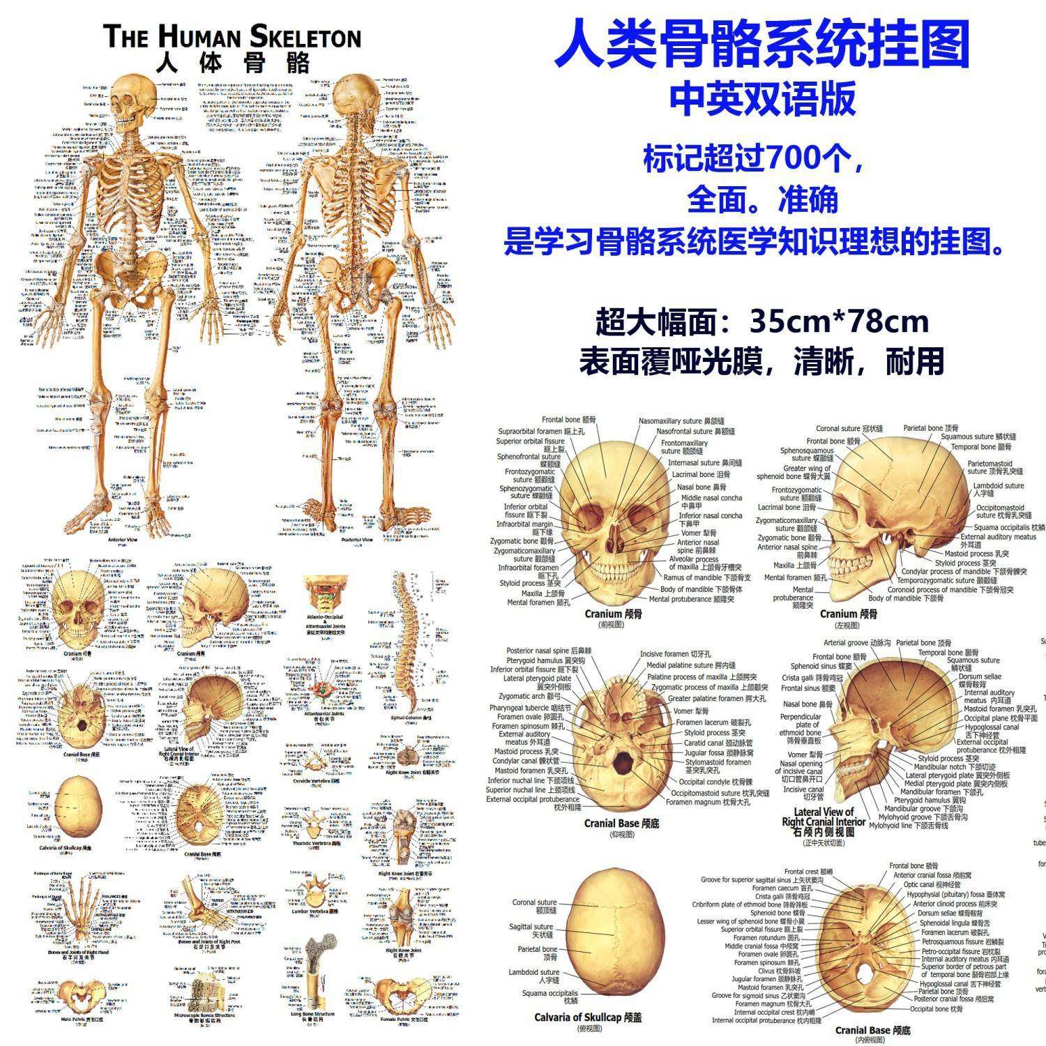 1语0cm人体骨骼双医326学教学模型收8纳经典款+中英挂图