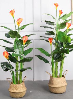 新欧仿鹤真望兰盆栽客北厅装饰天堂鸟仿真树蹄大QH-53085型绿植盆