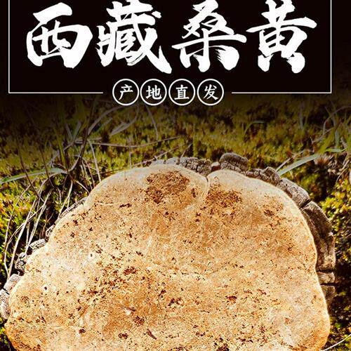[拉萨直发]林芝地区野外生长正宗西藏野生桑黄灵芝茶正品500g干货