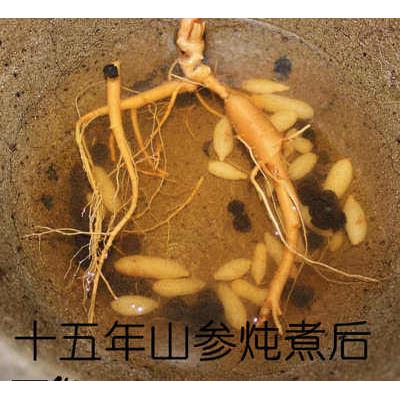 传统人参 秋冬进补必不可少的宝贝 人参泡酒煲汤