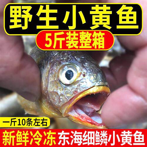 新鲜冷冻东海纯野生小黄鱼舟山海捕宁波象山过年水产海鲜桐照码头