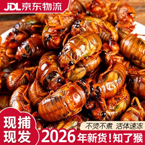 知了猴金蝉新鲜2026鲜活爬叉猴爬蚱松蝉旗舰店