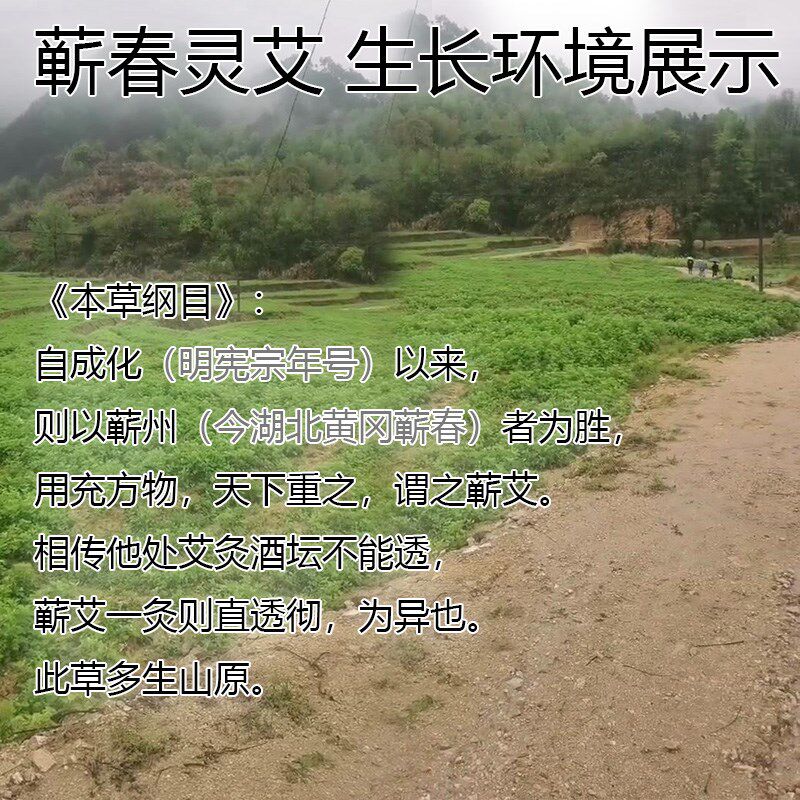 买1送1 正宗蕲春石臼3年艾叶三年陈8cm三伏灸艾灸金艾条艾柱蕲艾