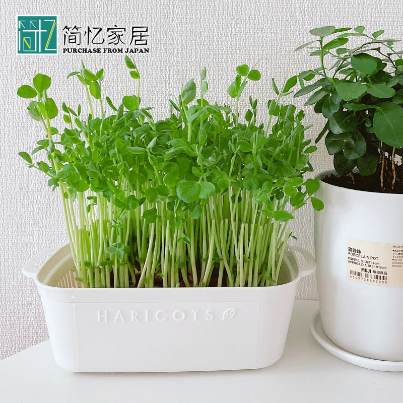 日本进口豆苗发芽盆豆芽育苗盘蔬菜无土水培猫草种植盘种菜托盘
