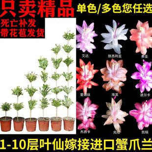 叶仙嫁接蟹爪兰成品进口多层多色单色树型木麒麟仙人指假昙带花苞