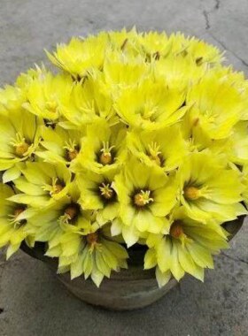 金星仙人球 软刺 白刺 多头群生 满18元包邮非偏远地区