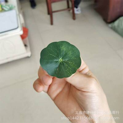 仿真植物仿真叶子 仿真花胶布小荷叶 酒店盘式花装饰叶片大量