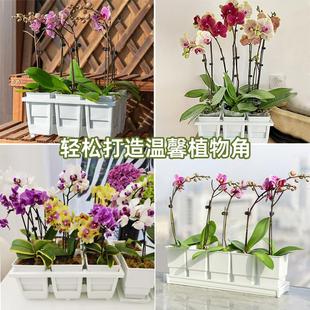 美莳蝴蝶兰花盆方形花架组合托盘托架透气水苔青山控根盆金小