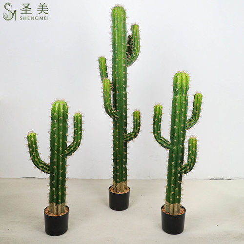 仙人掌八棱柱仙人柱大型植物盆栽摆件室内热带绿植盆景装饰场景