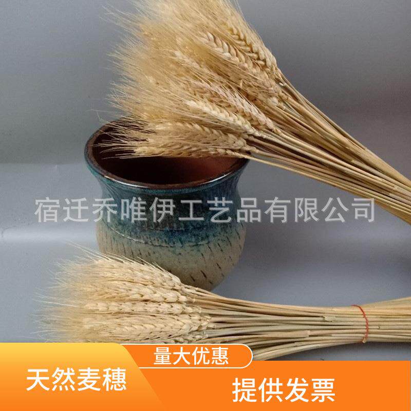 然黄金麦穗干真花田园植物天干花麦穗麦1子装饰拍干花摄道具