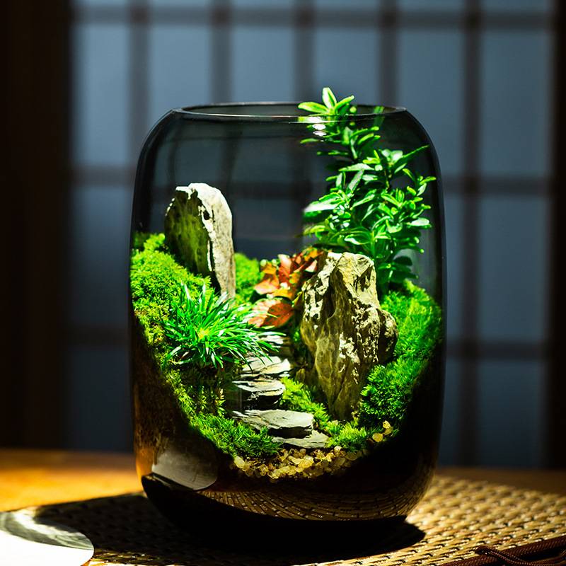 【青山】苔藓微景观摆件植物盆景办公室桌面生态缸好养绿植生刚逸