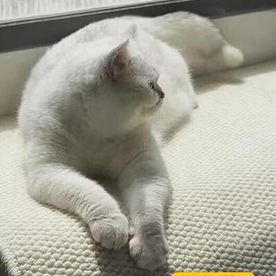 榻猫抓飘窗垫窗台垫定F98J568H做仿剑防麻地毯落地窗日式榻米垫四