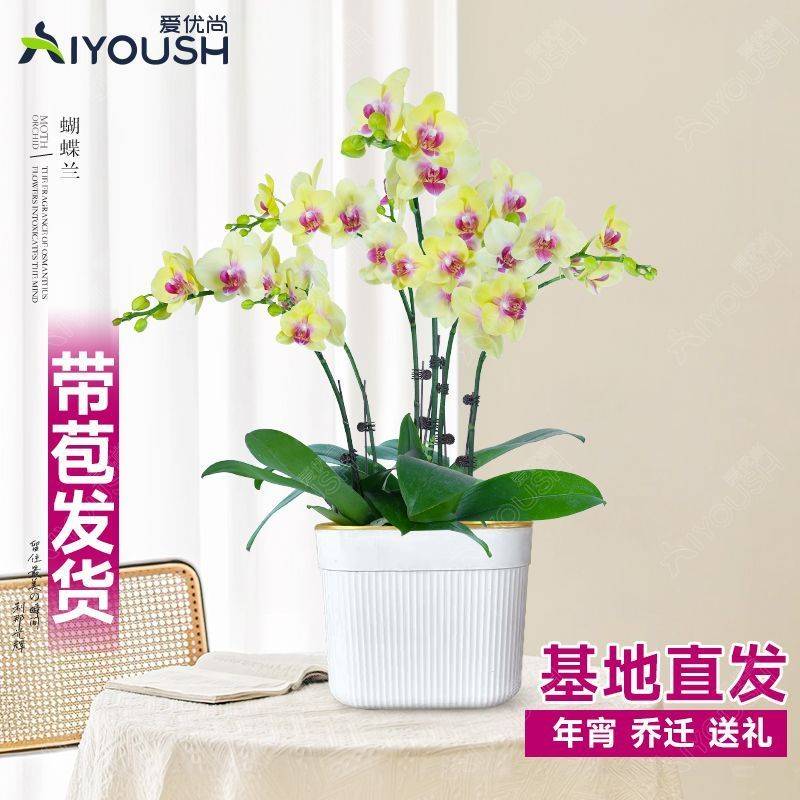 年宵花蝴蝶兰盆栽带花剑带花苞客厅花卉节日送礼高档成品四季开花