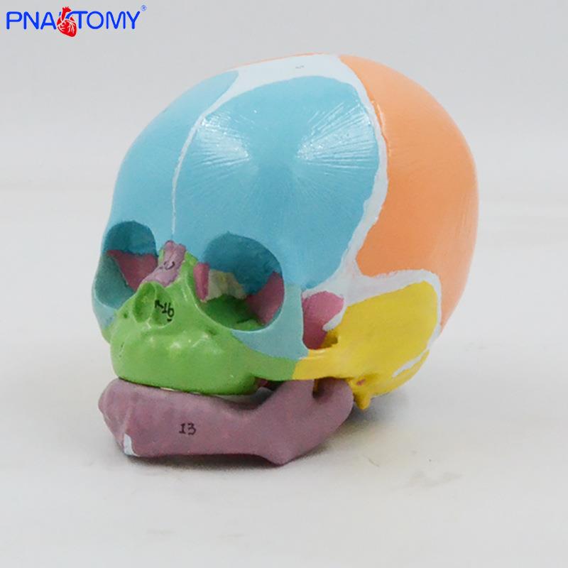 识1比1彩色433婴儿头骨模型数标额骨囟门字颌骨解剖教具医学展下