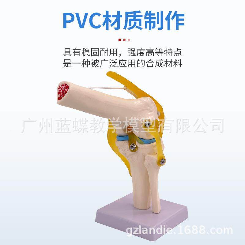 人体膝关节模型关肩30845关节肘模关节手关节节髋关节型1:脚1骨骼,文具电教/文化用品/商务用品,教学标本/模型,淘宝优惠券,粉丝福利购,淘宝优惠卷