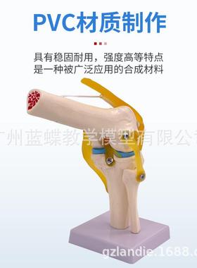 人体膝关节模型关肩30845关节肘模关节手关节节髋关节型1:脚1骨骼