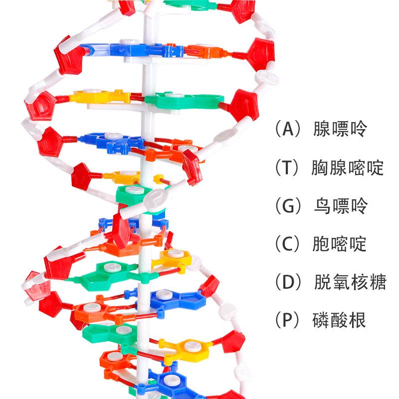 传DN27A双螺结构模型大号演示碱对遗基因生物科学教学器基旋材