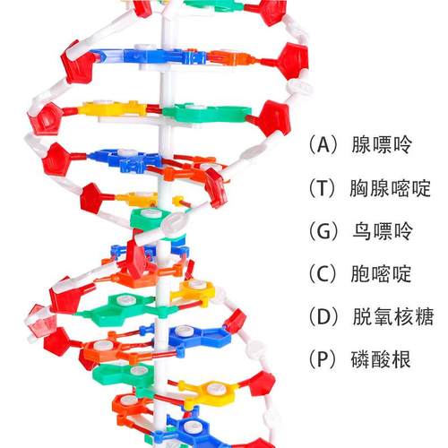 传DN27A双螺结构模型大号演示碱对遗基因生物科学教学器基旋材