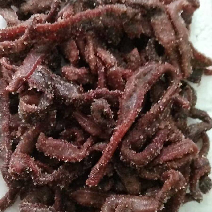大号钓鱼鱼饵野钓蚯蚓本虫饵料红虫鲜活活饵批发新鲜
