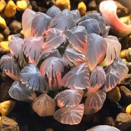 Ob1玉露锦版本2一物一拍 繁殖小苗大约秋季会有一些