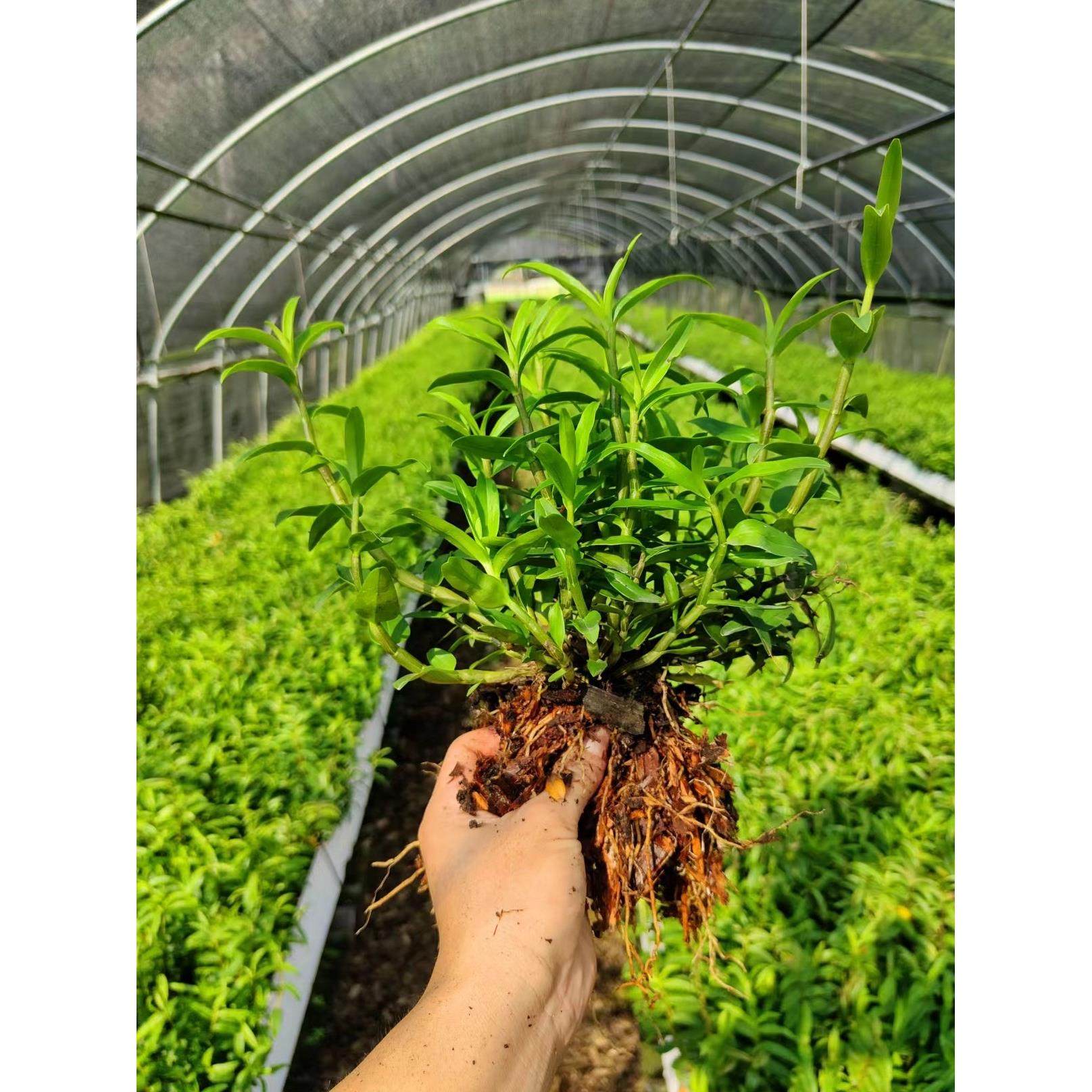 浙江雁荡山铁皮石斛苗红杆软脚石斛盆栽基地直销3年苗绿植可食用