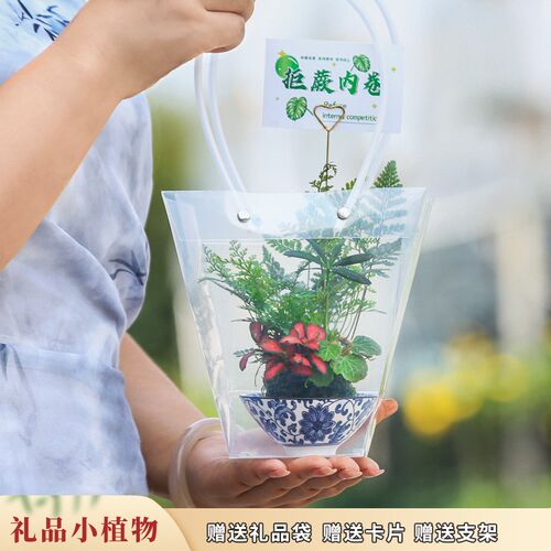 苔玉水培植物桌面狼尾蕨网纹草蕨类植物好养办公室桌面迷你绿植