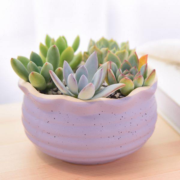 多肉植物含盆H-209萌宠套餐