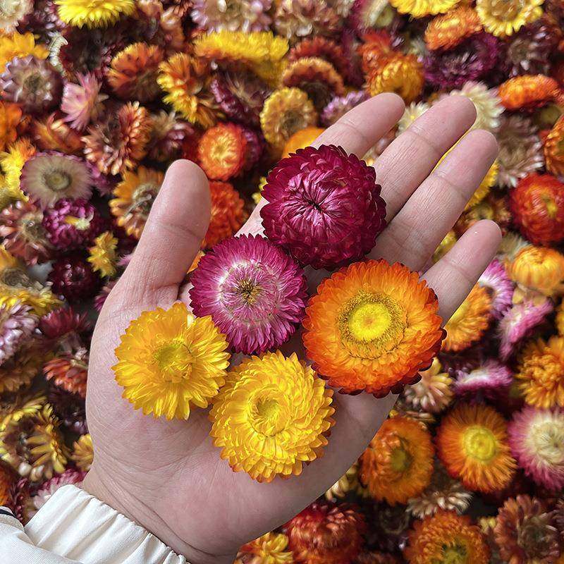 料南干花厂家手工diy材包七云彩七彩菊菊公麦秆菊菠萝菊干花花头1,鲜花速递/花卉仿真/绿植园艺,干花,淘宝优惠券,粉丝福利购,淘宝优惠卷