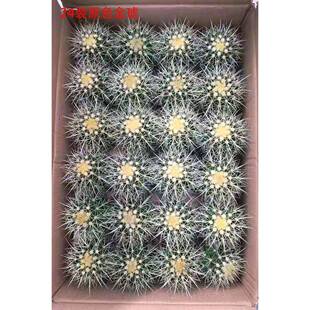 色金仙琥多肉仙人公球人掌原室内办YVU小盆栽