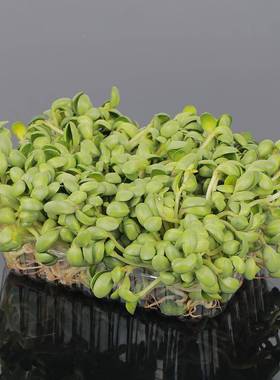 透明多肉种植次打包EXE塑料盘一托性打孔水豆芽菜种植包装漏托盘