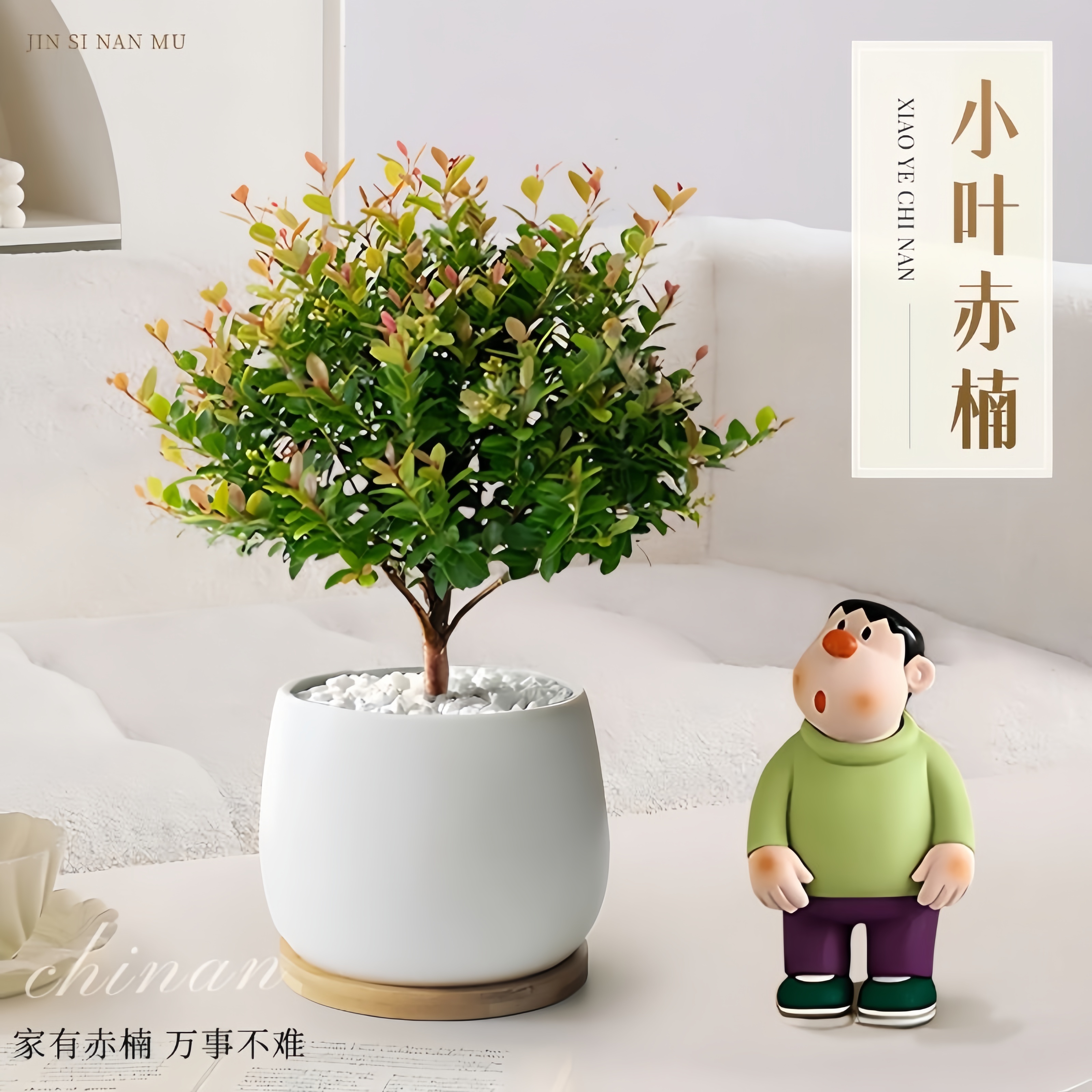 小叶赤楠盆栽室内绿植