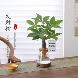 水培发财树盆栽客厅室内桌面好养懒人水土培植物净化空气绿植盆景