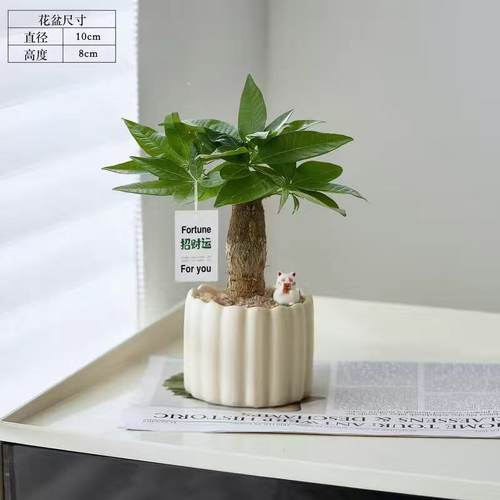 发财树绿植小盆栽办公室桌面