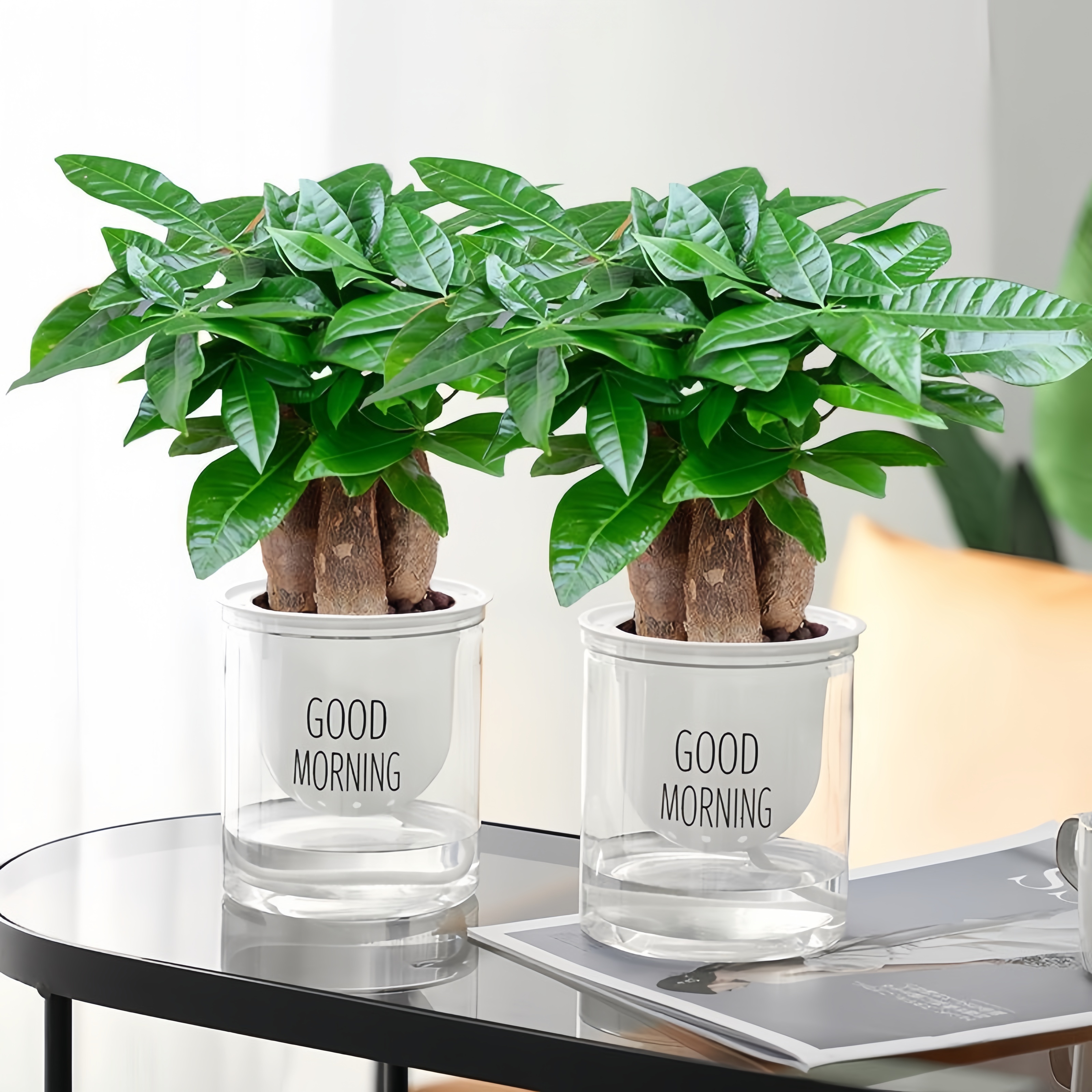 三杆旺宅发财树小盆栽绿植