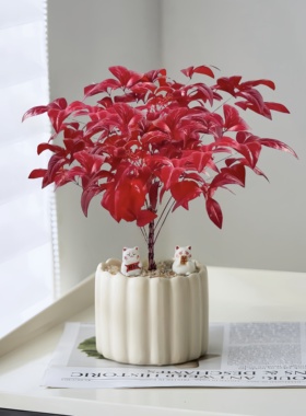 火焰南天竹盆栽带盆红叶室内绿植桌面装饰好养活净化空气
