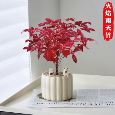 火焰南天竹盆栽带盆红叶绿植