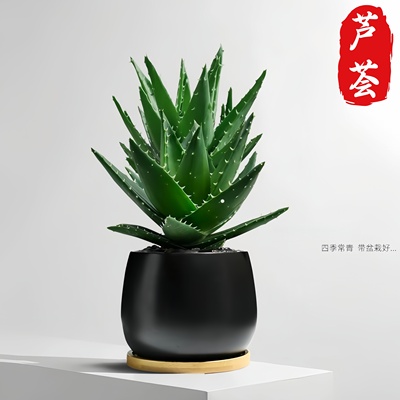 芦荟盆栽室内桌面绿植