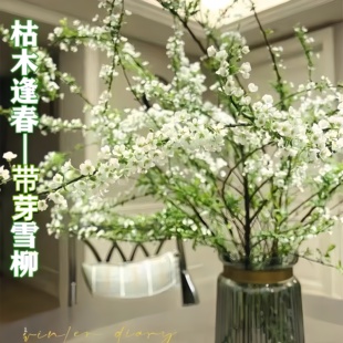 雪柳干枝水养带芽盆栽鲜枝带花苞水养插花雪柳鲜切植物花卉绿植