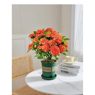 带花苞龙船花苗彩叶草盆栽绣球花庭院四季常青室内花卉好养绿植物