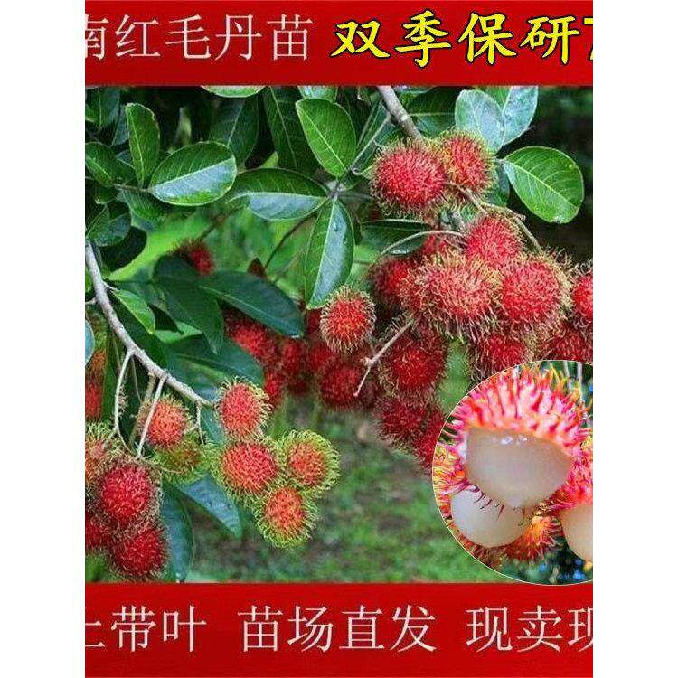 海南红毛丹树苗 嫁接双季保研7号红毛丹荔枝树苗盆栽地裁当年挂果