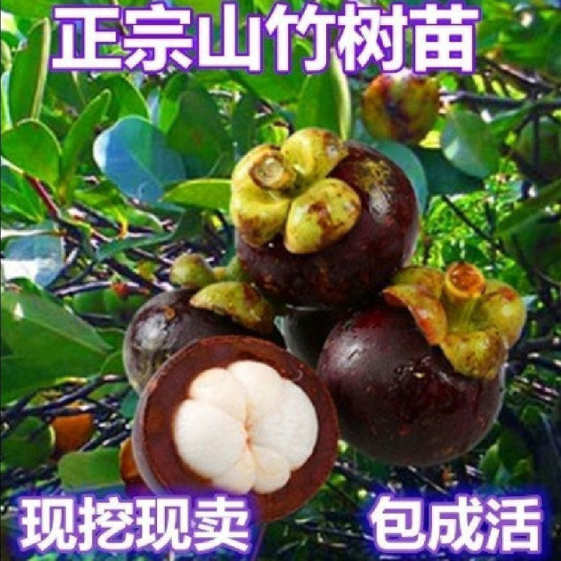 泰国无籽山竹果树苗超甜大果无籽南北方种植四季种植地栽带土带叶图片