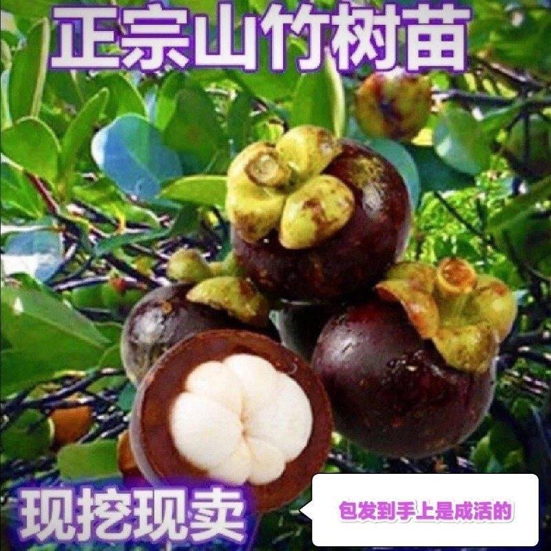 山竹苗薄皮果树苗嫁接苗无籽山竹大果耐寒正宗