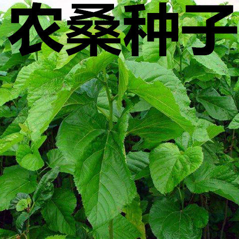 蛋白桑 饲料桑 大叶桑 蚕桑 农桑12号 14 果桑树 杂交桑种子